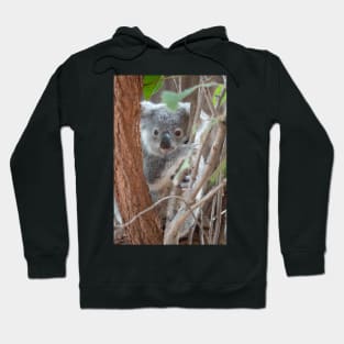 Baby Koala, Australian Wildlife Hoodie